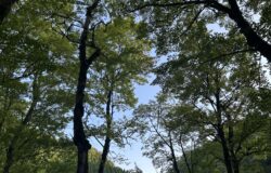 No.100 夏の思い出