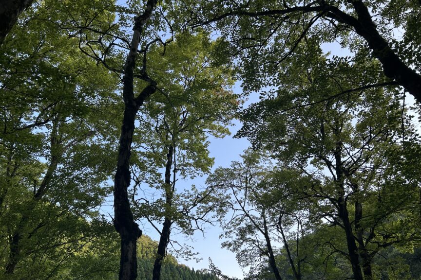 No.100 夏の思い出