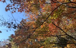 No.103　加島茶舗の歴史