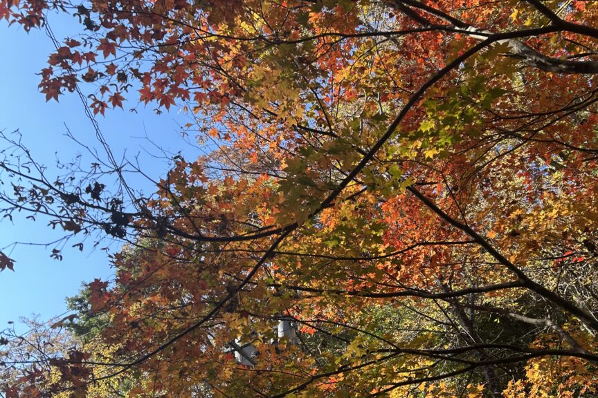 No.103　加島茶舗の歴史